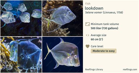 lookdown · Selene vomer · Reeflings Library.